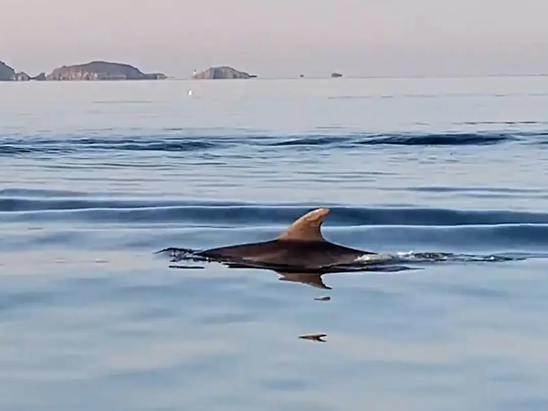 Cap au large – observation des cétacés à bord du Noiram - La Londe-les-Maures