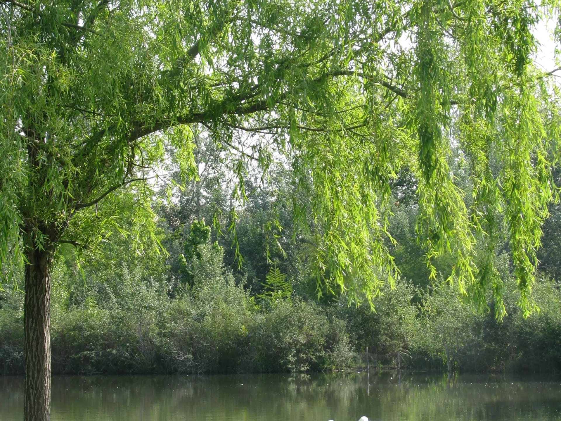 Autour du plan d'eau