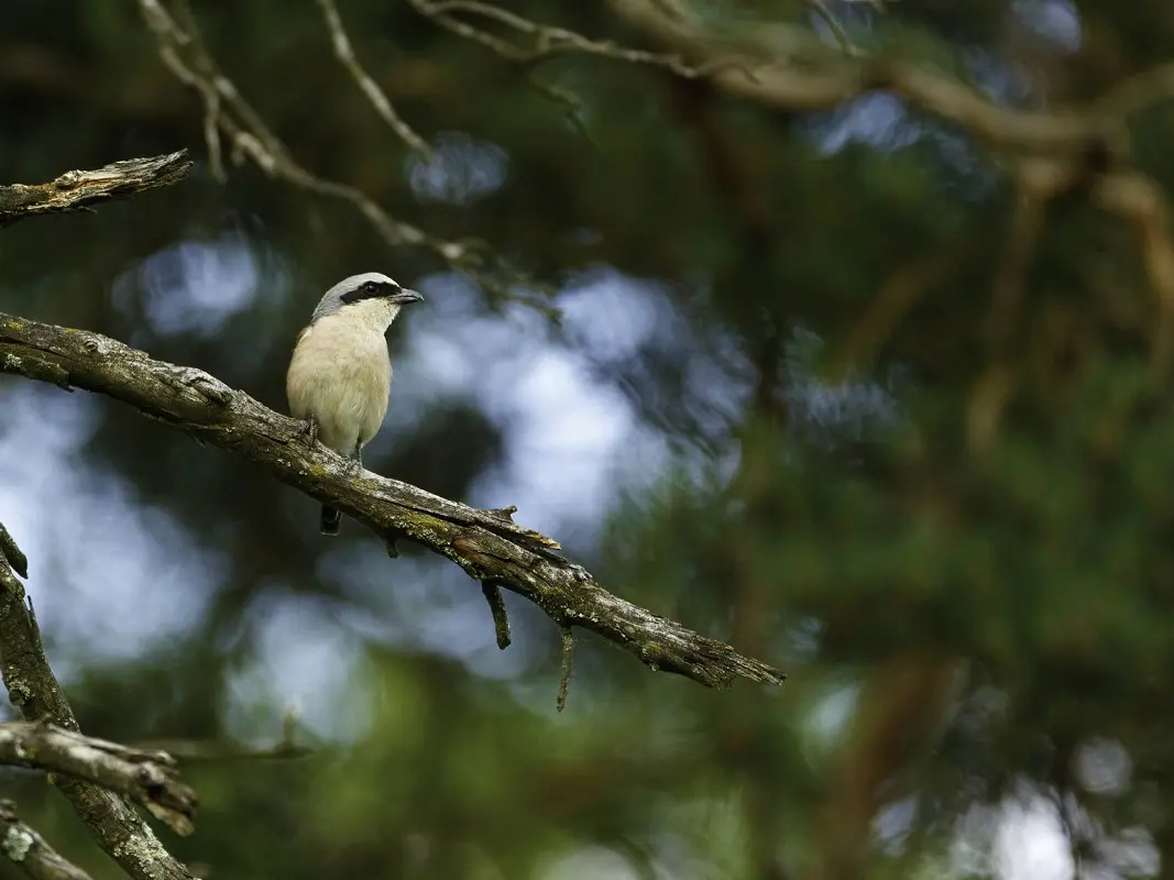 Photo animalière