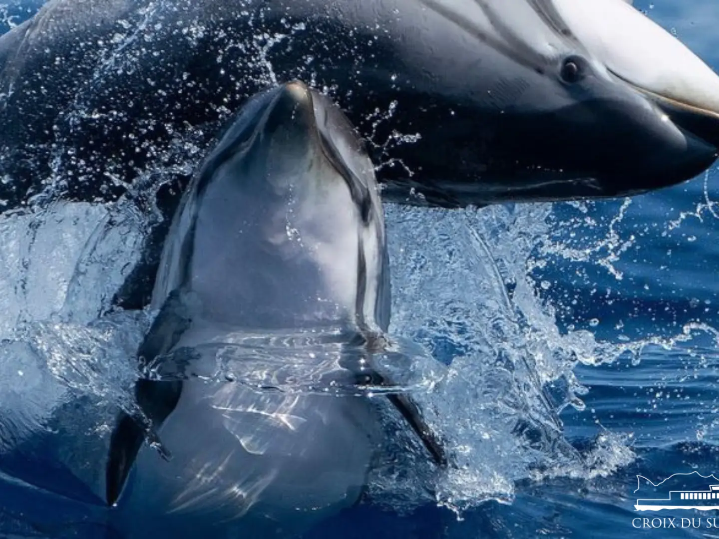 Dauphins au départ de Porquerolles