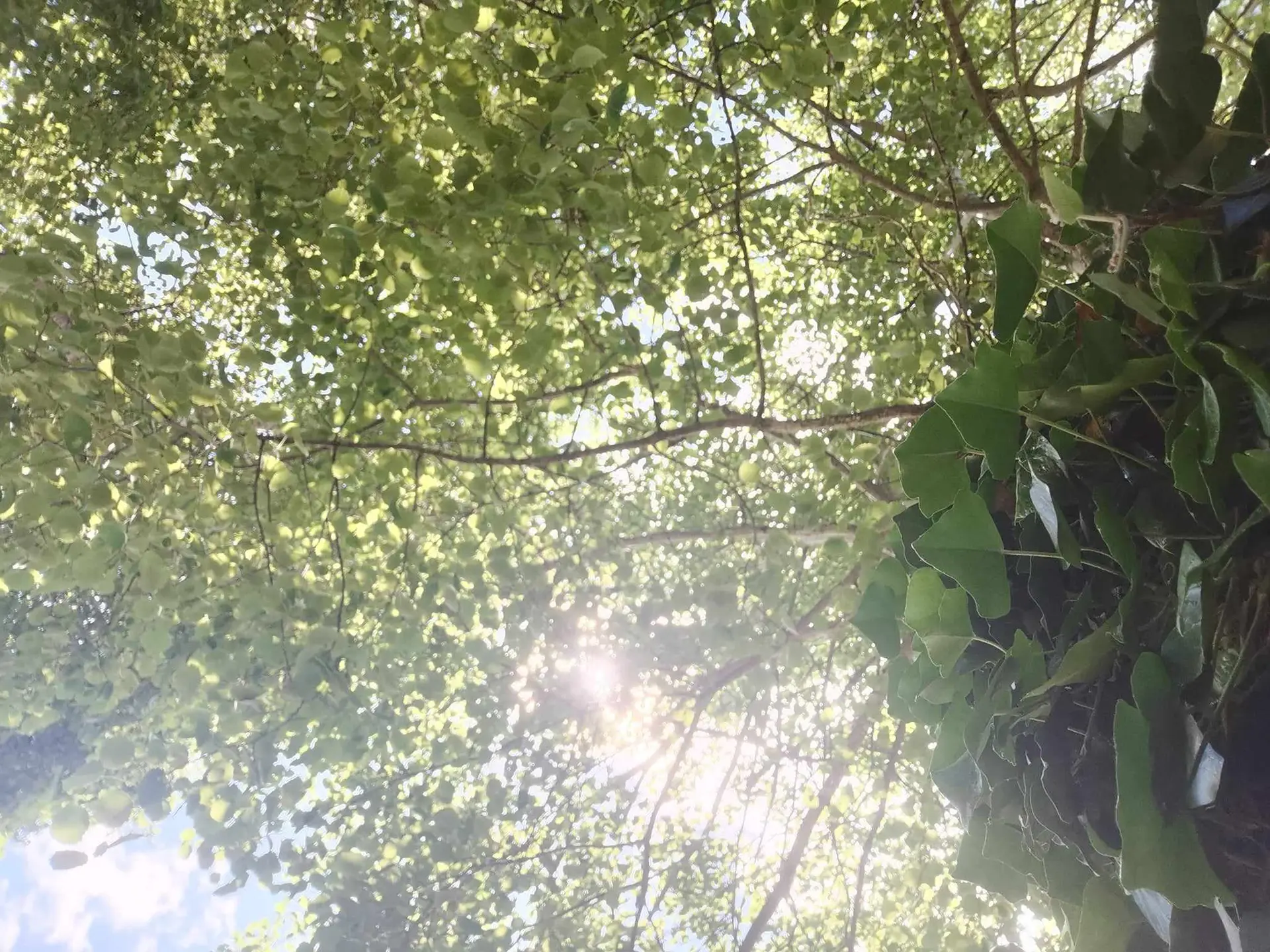 Arbre