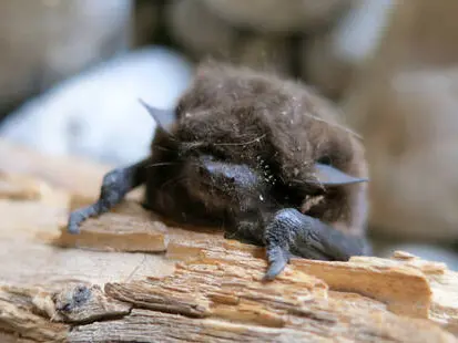 Balade naturalise chauve souris