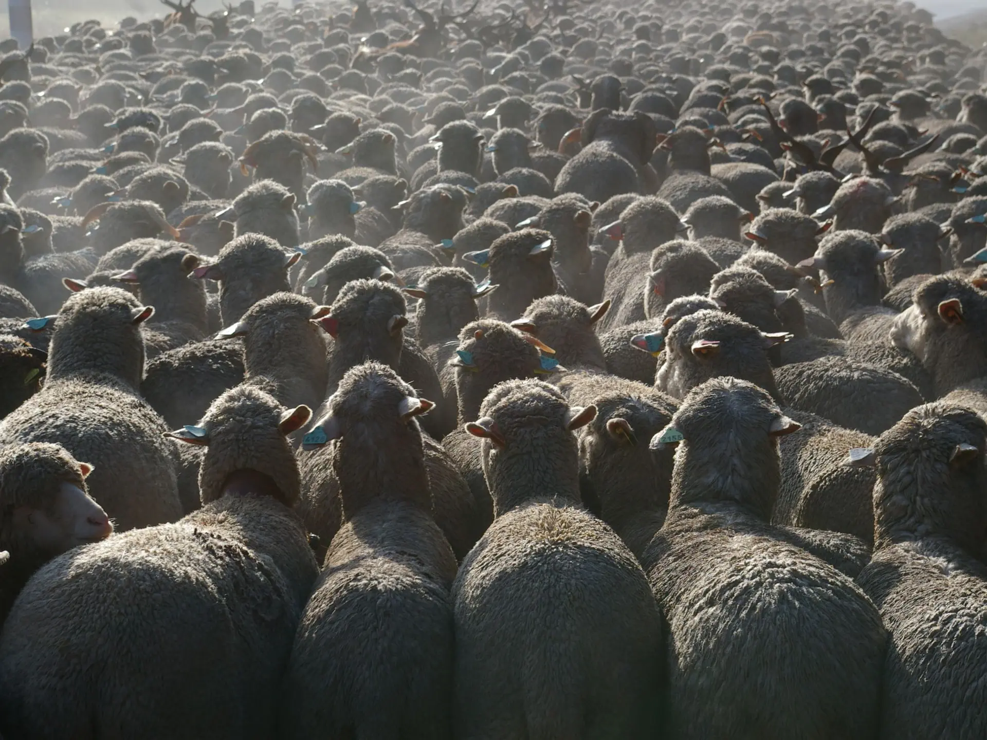 Nombreuses zones de pâturage en chemin
