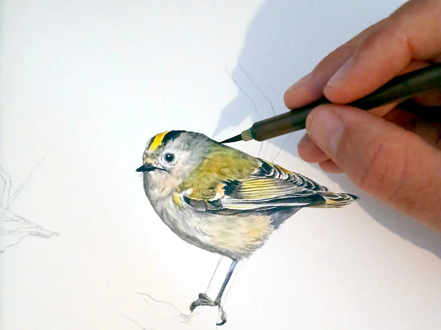 dessin naturaliste aquarelle