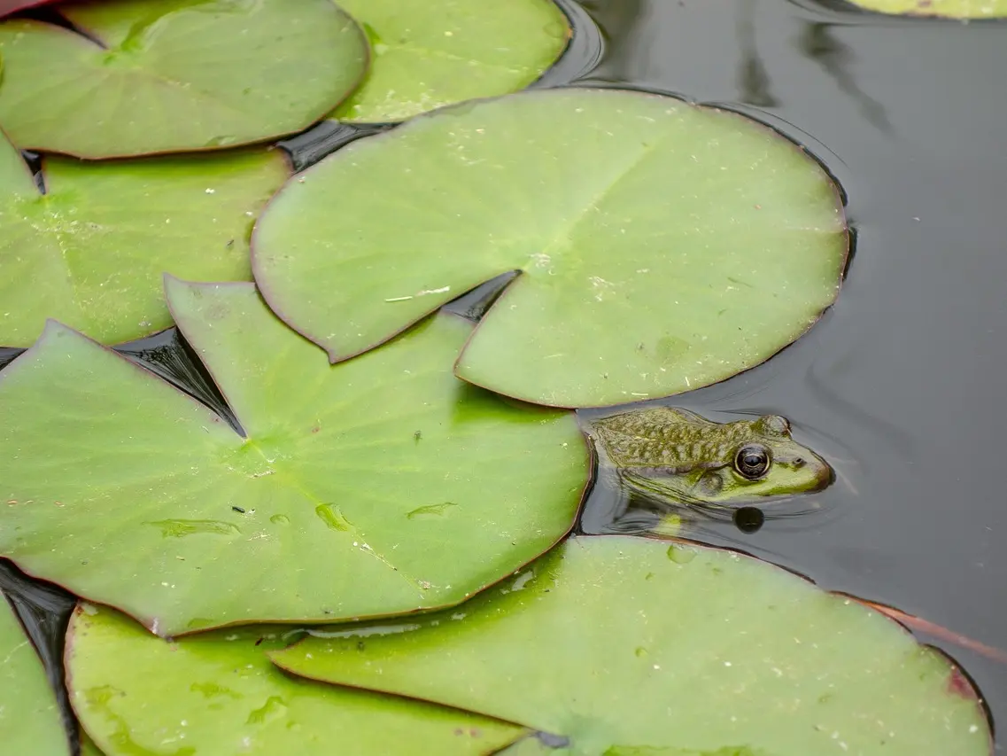 Les habitants de la mare_Arcon