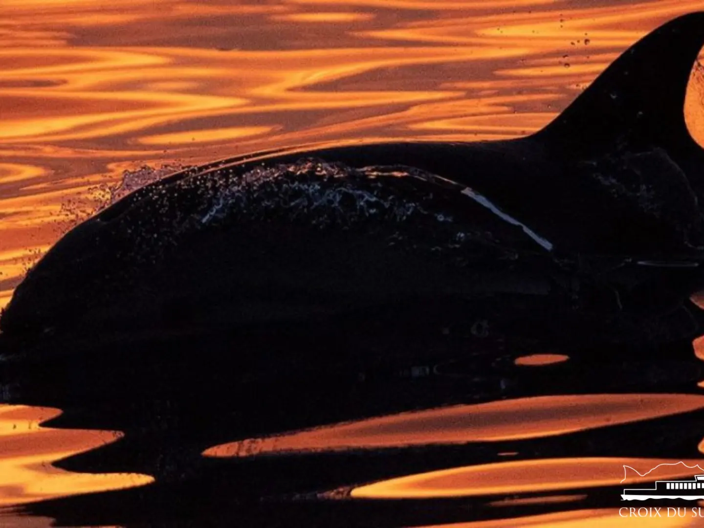 Dauphins & coucher de soleil