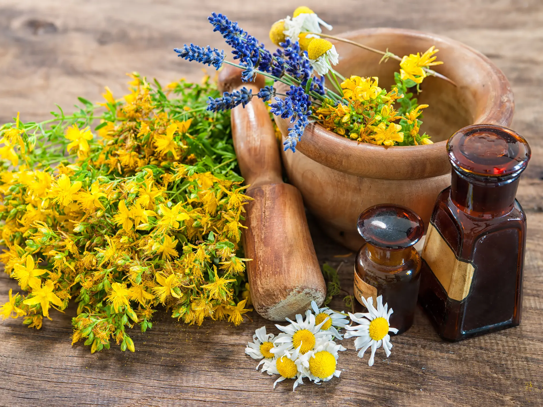 Rando plantes sauvages, comestibles et médicinales