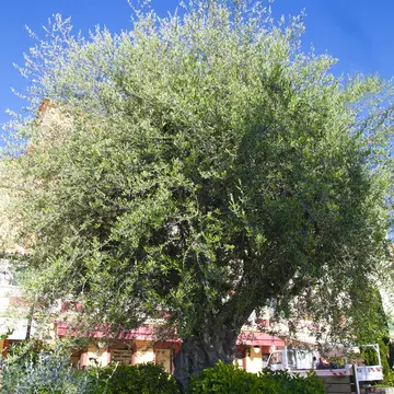 Bemerkenswerte Bume : Olea Europaea  Gewhnlicher Olivenbaum (Menton) |  Cte d'Azur Frankreich