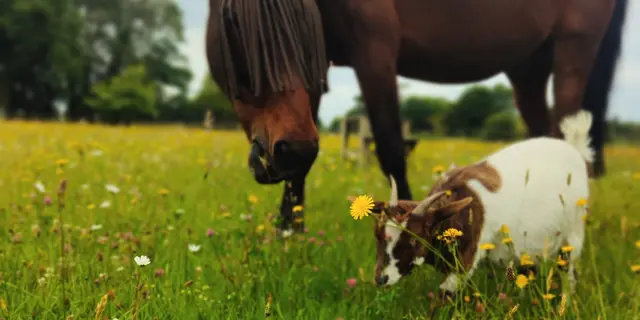 Cheval et chèvre
