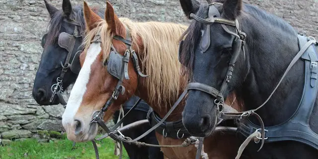 Calèche_de_Brocéliande_balade_contes_Tréhorenteuc_DestinationBrocéliande2
