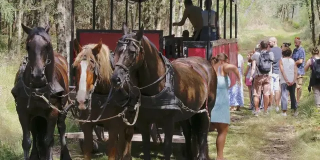 Calèche_de_Brocéliande_balade_contes_Tréhorenteuc_DestinationBrocéliande2