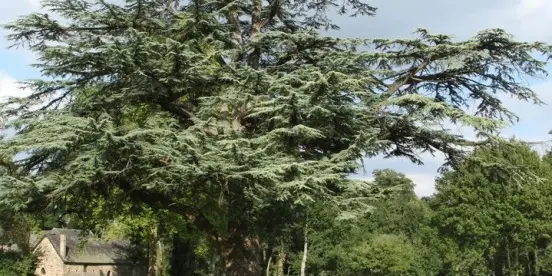 Cèdre dans le parc du château-Domaine des Hayes_Maxent