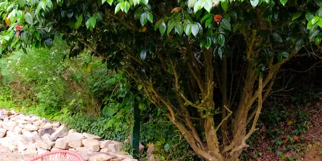 le jardin