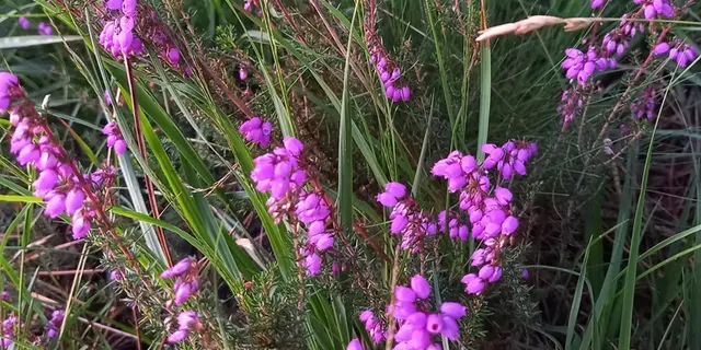 balade botanique - Château de Loyat - Vue des rosiers - Morbihan