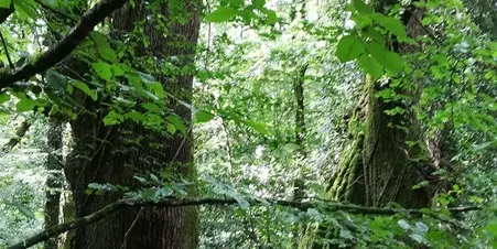 © E. Jehenne- Balade Brocéliande