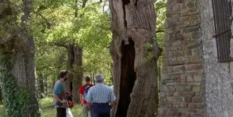 Chênes creux de la Chapelle de Kerméant - Néant sur Yvel