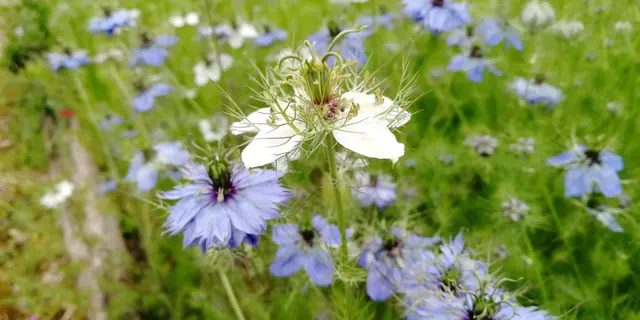 Jardin médiéval
