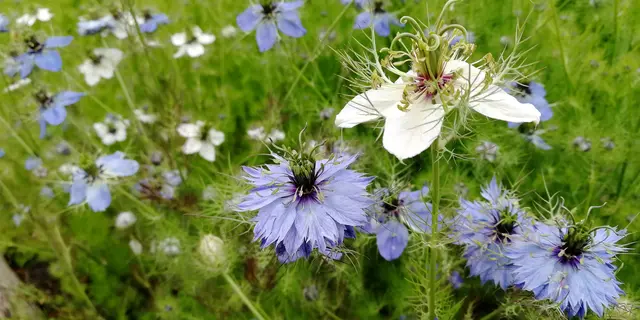 Jardin médiéval Bédée