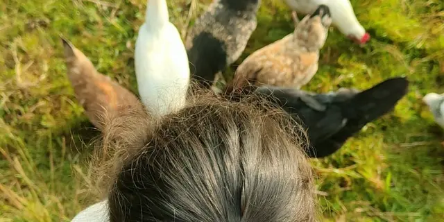 14-tryptique-visite-ferme-pedagogique-poules-scaled-e1738156361157-1022x1024