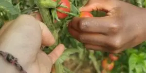 15-tryptique-viste-ferme-pedagogique-main-dans-la-terre-bis-300x300