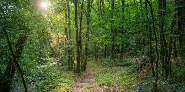 baladecontée_Concoret_DestinationBrocéliande