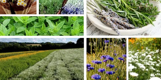 laptitecoureusedesbois1_boissons_plantes_StLery_DestinationBroceliande