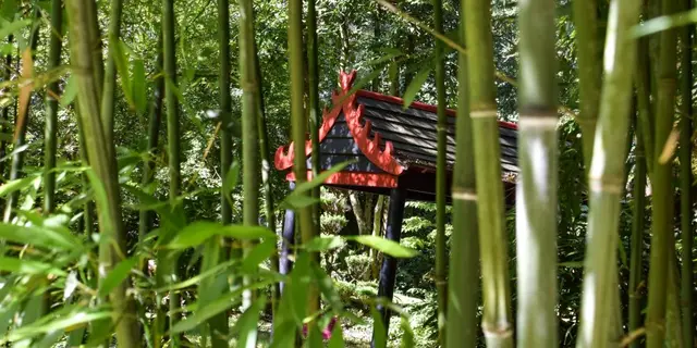 Jardin à l'asiatique