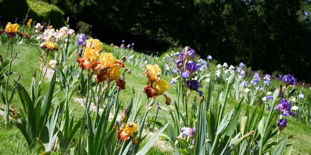 2025-05-iris-collection-jardins-broceliande-27