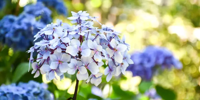 2025-07-hortensias-jardins-broceliande-16