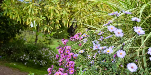 2025-09-aster-jardins-broceliande-29