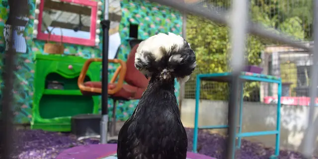 2025-09-poules-jardins-broceliande (5)