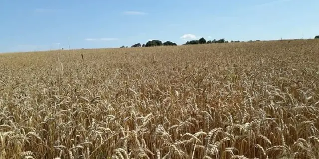 la ferme aux pains - du céréale au pain biologique - Taupont - Morbihan