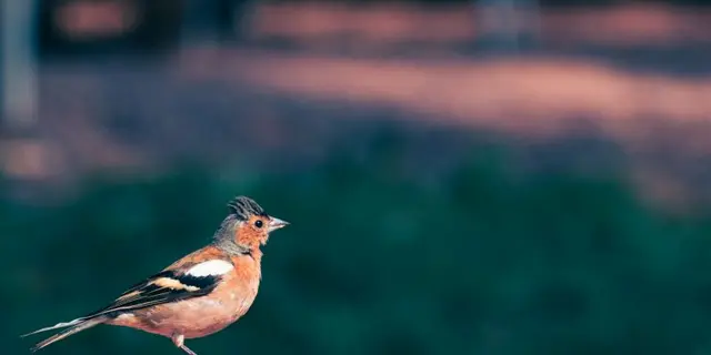 25_12_325_CampingBroceliande_Oiseau