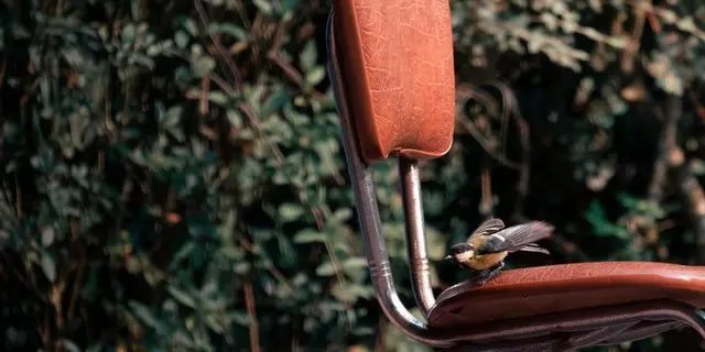 25_12_326_CampingBroceliande_Oiseau