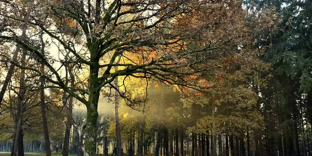 Camping de Brocéliande