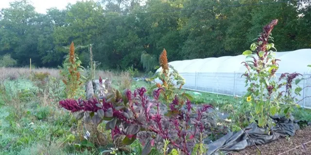 jardin-eden_permaculture_jardin-foret_Concoret_DestinationBroceliande