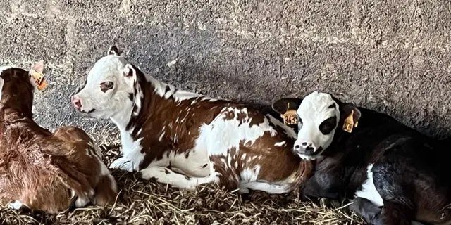 Gîte - Ty An Poul - Guégon - Josselin - Brocéliande - Morbihan