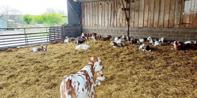 Gîte - Degemer Douar - Guégon - Brocéliande