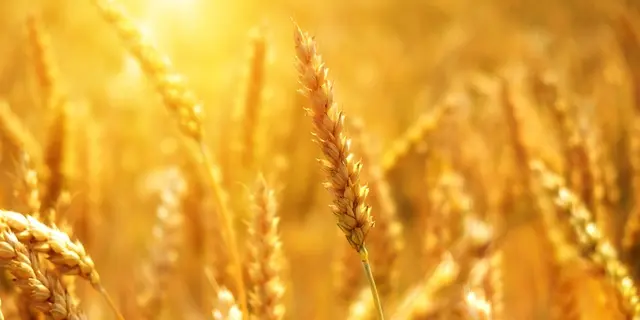 wheat-3506758_960_720