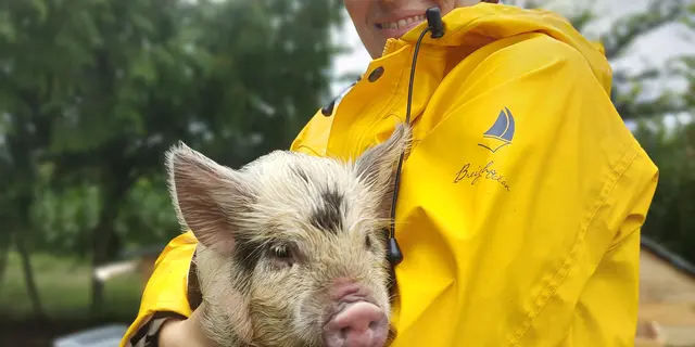 Le cochon