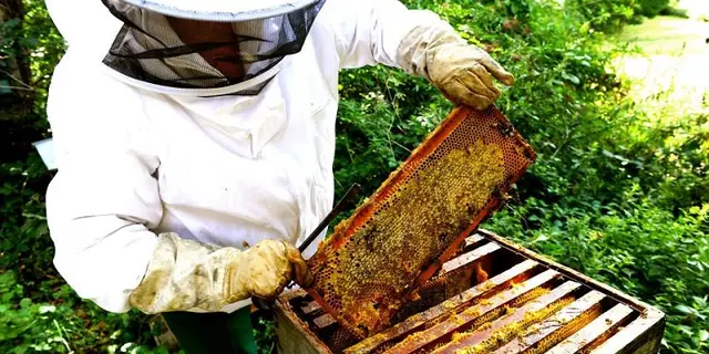 Abeille-35-4