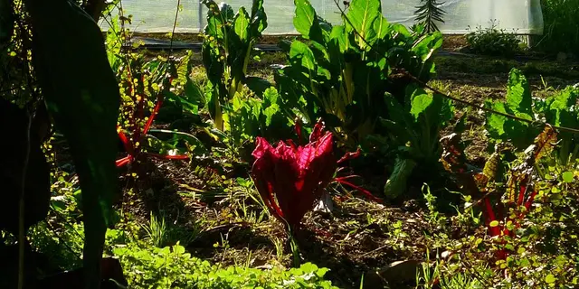 Betteraves et blettes au jardin