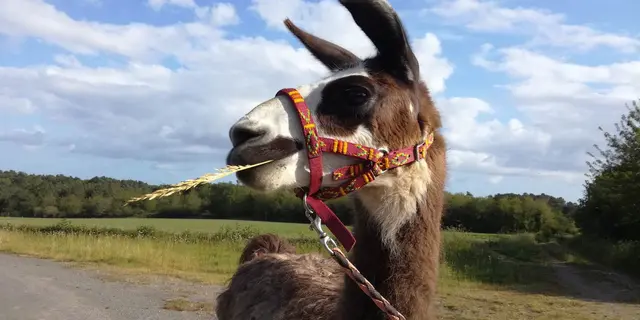 Bob_Balade contée à lama