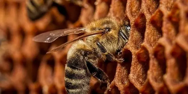 BZzzH Apiculture - Quily - Val d'Oust - Morbihan