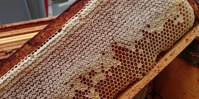 BZzzH Apiculture - Quily - Val d'Oust - Morbihan