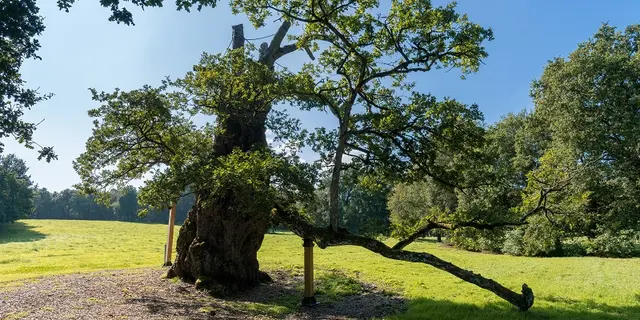 Chêne_Guillotin_Concoret_Brocéliande_Bretagne
