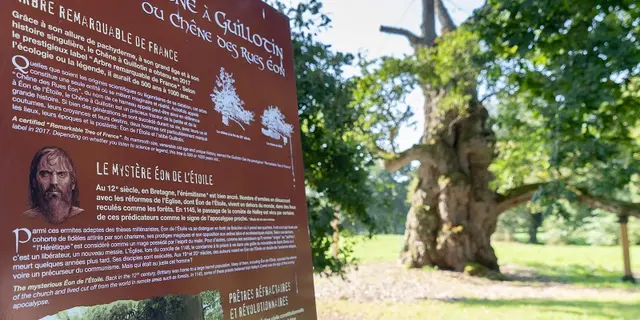 Chêne_Guillotin_Concoret_Brocéliande_Bretagne
