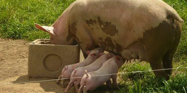 SCEA Armofil - Caro - producteurs locaux - Morbihan
