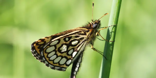 TOURBIERES DE SÉRENT - Papillon