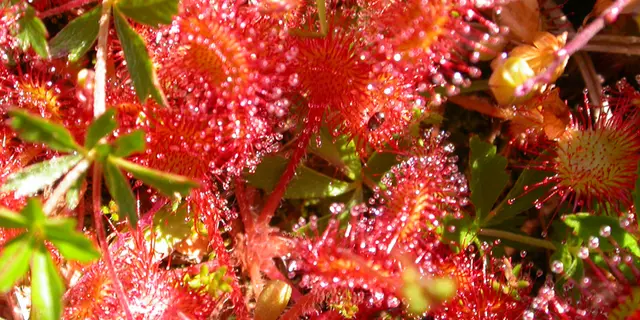 TOURBIERES DE SÉRENT - drosera